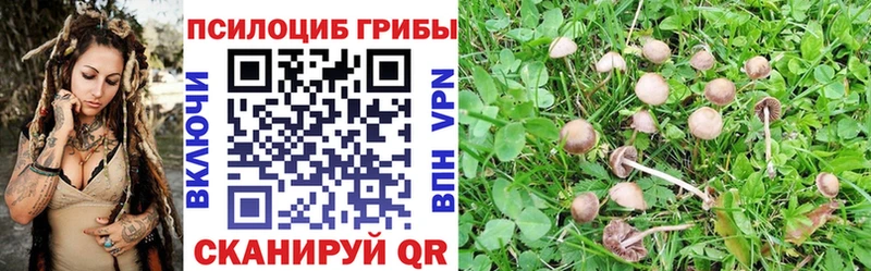 где продают наркотики  Саяногорск  Псилоцибиновые грибы Cubensis 